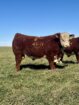 Hereford Bulls