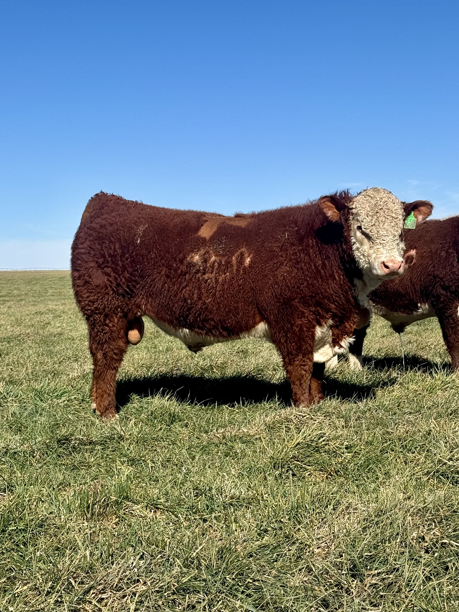 Hereford Bulls
