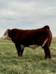 Hereford Bulls