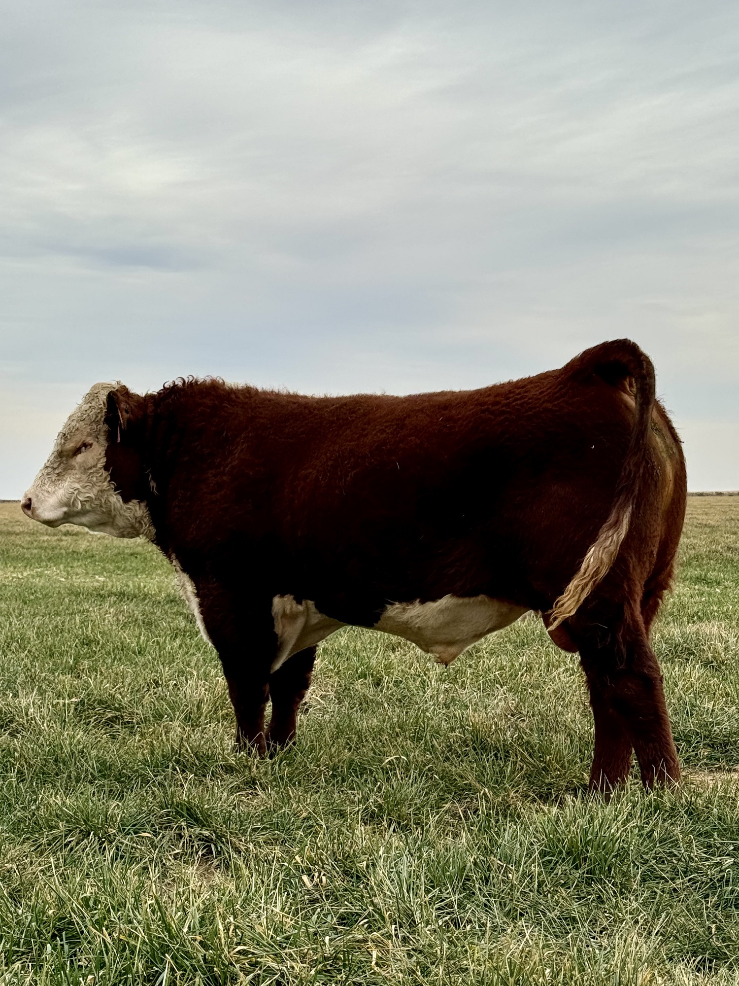 Hereford Bulls