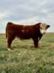 Hereford Bulls