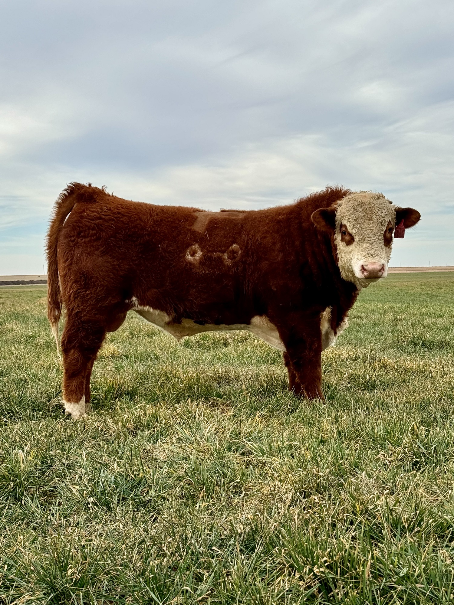 Hereford Bulls