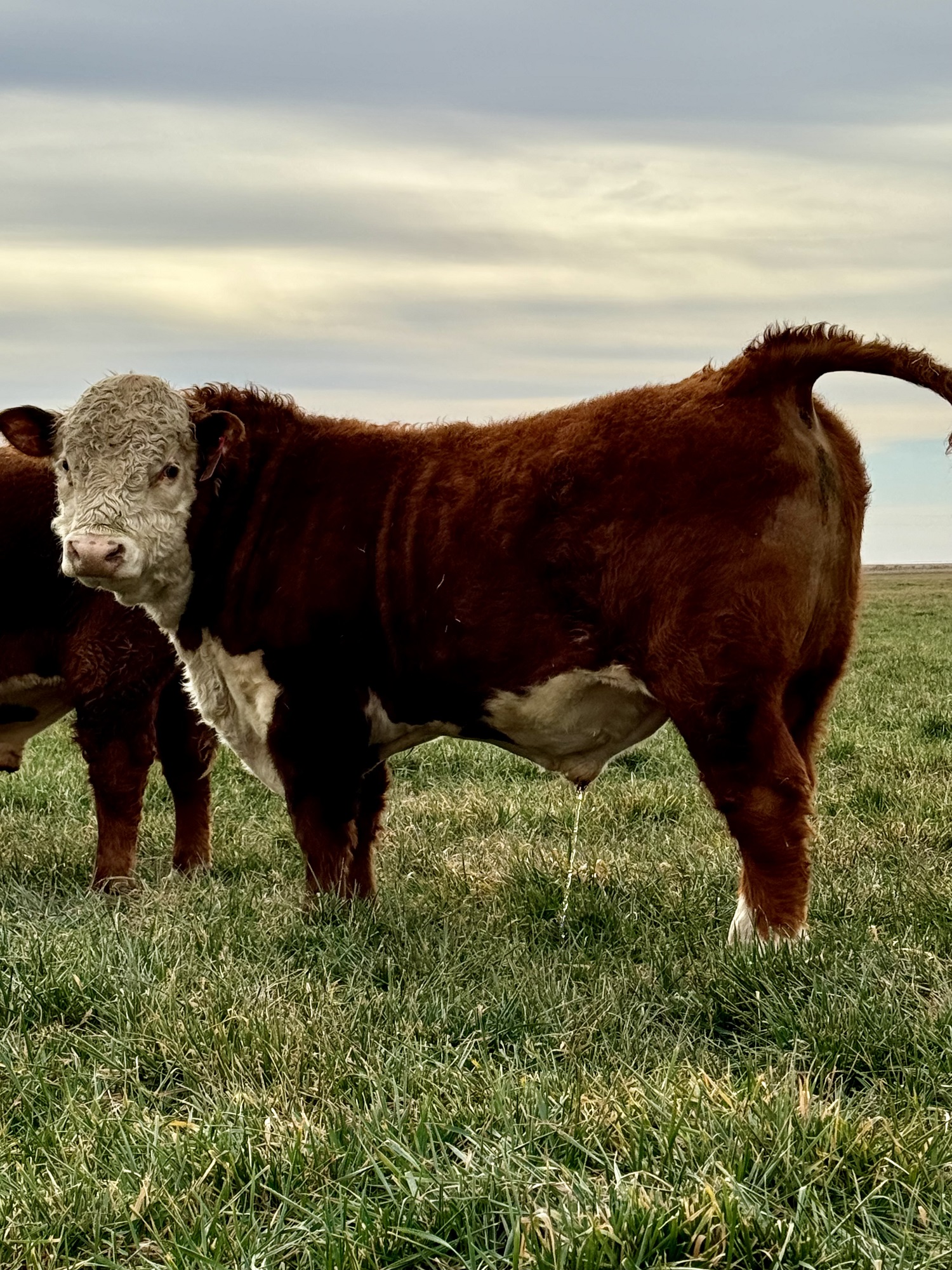 Hereford Bulls
