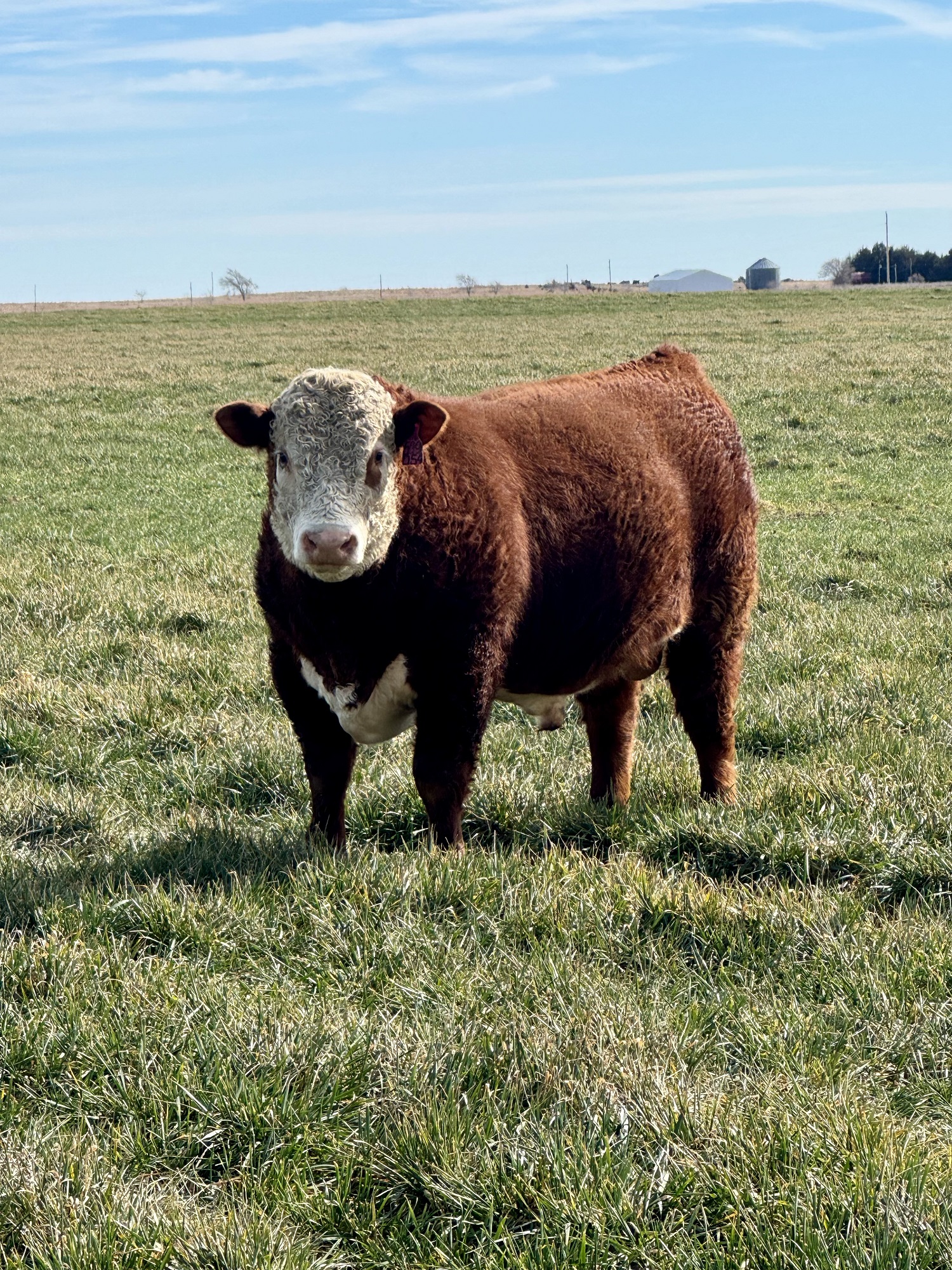 Hereford Bulls