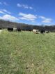 Yearlings and Calves