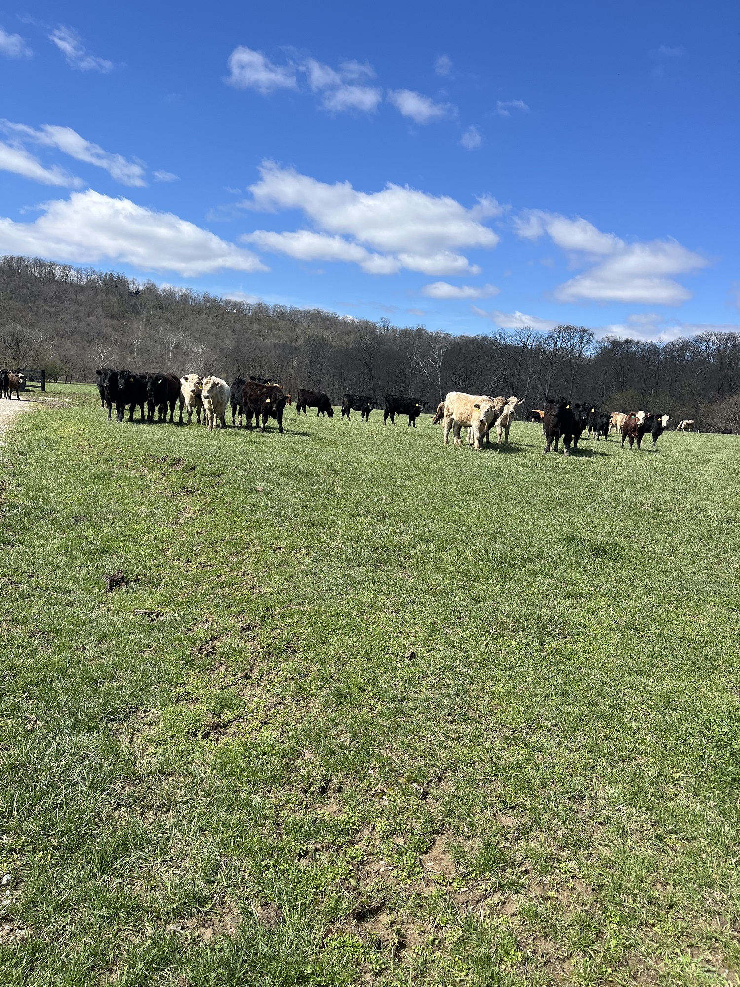 Yearlings and Calves