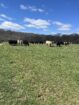 Yearlings and Calves