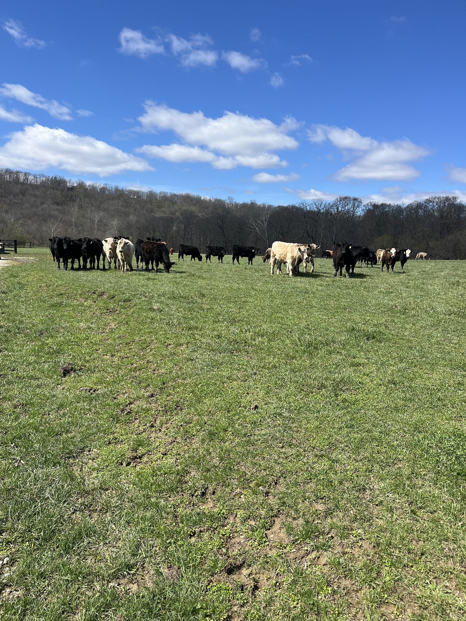 Yearlings and Calves