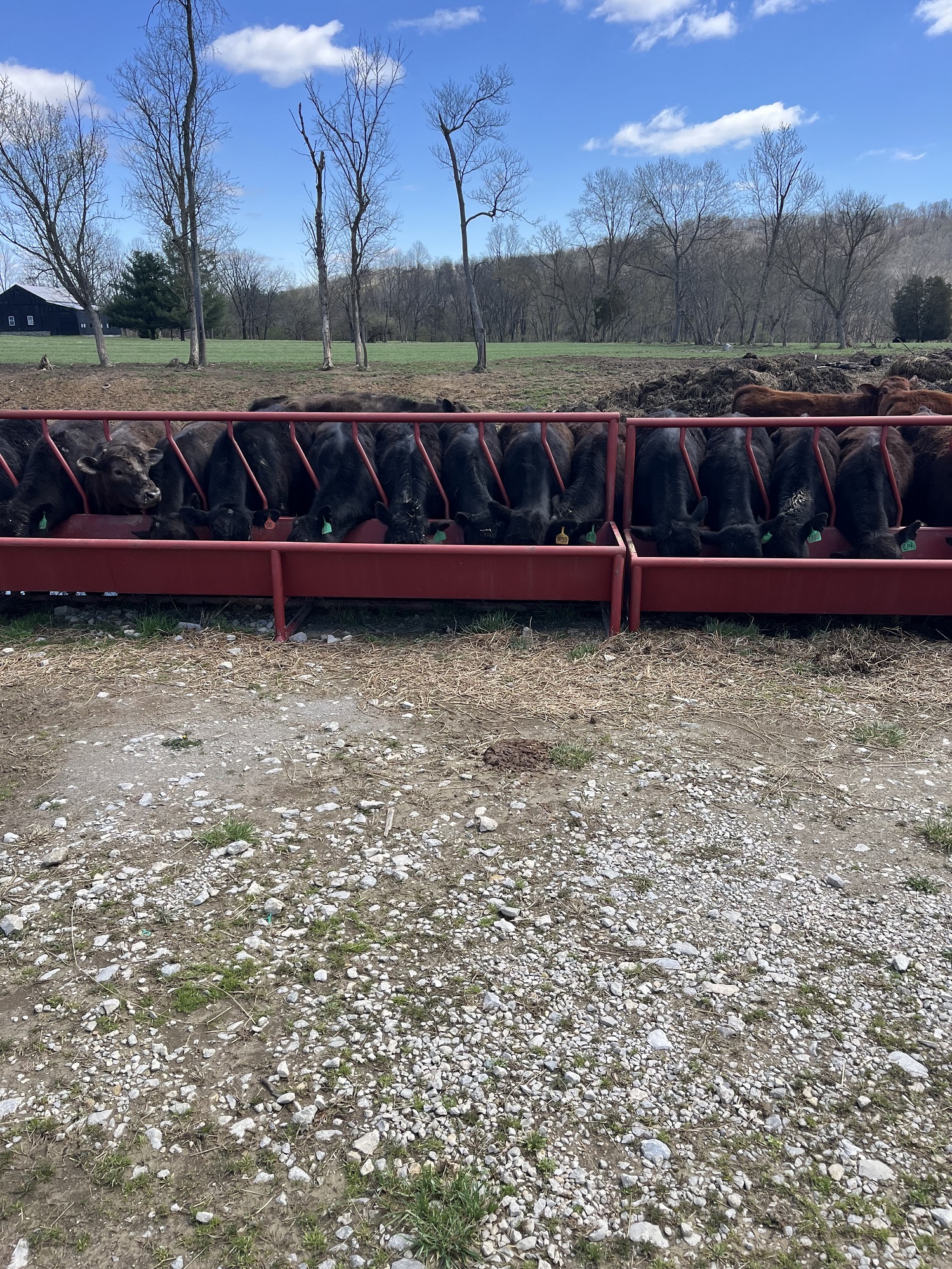 Yearlings and Calves