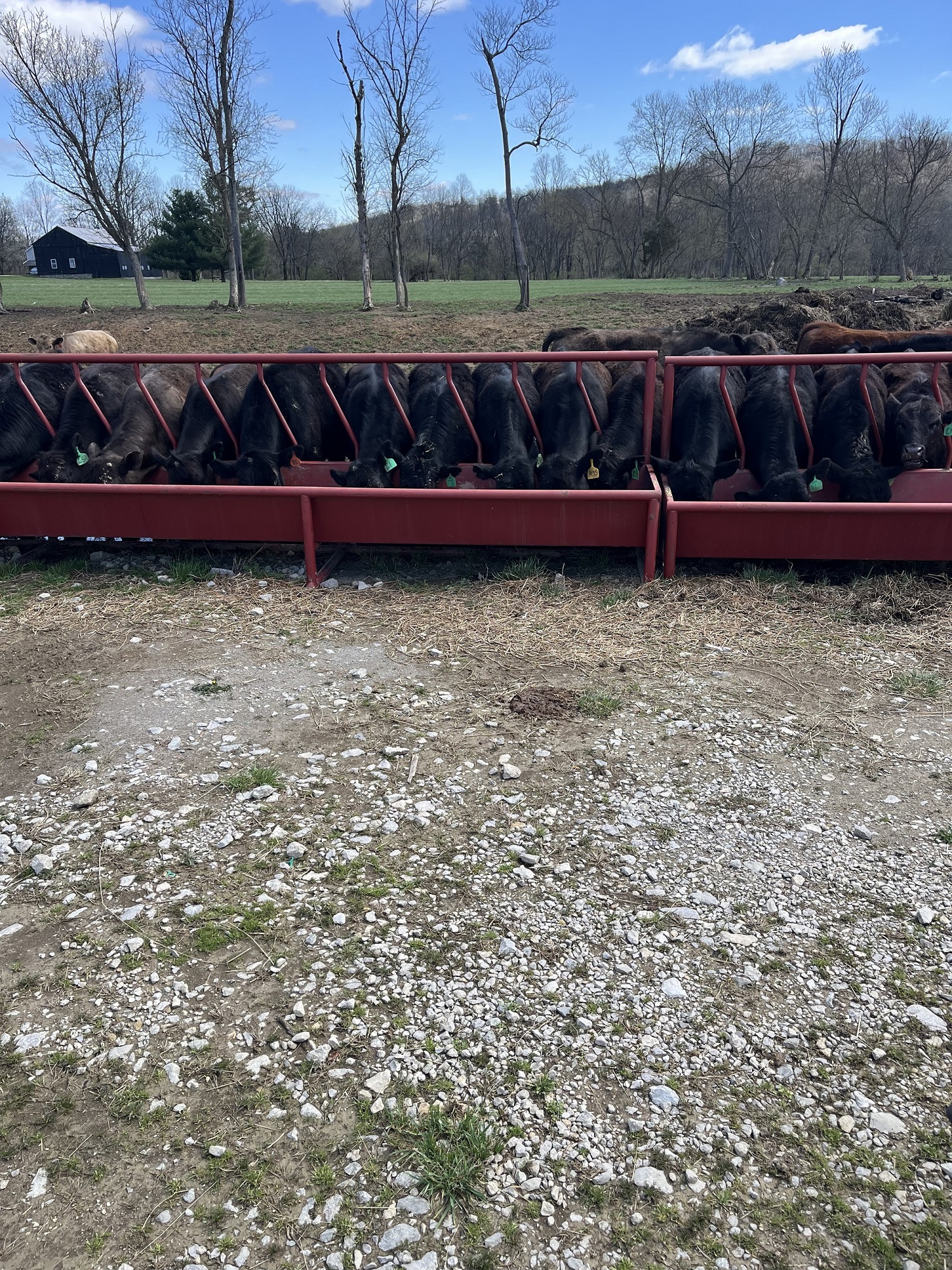 Yearlings and Calves