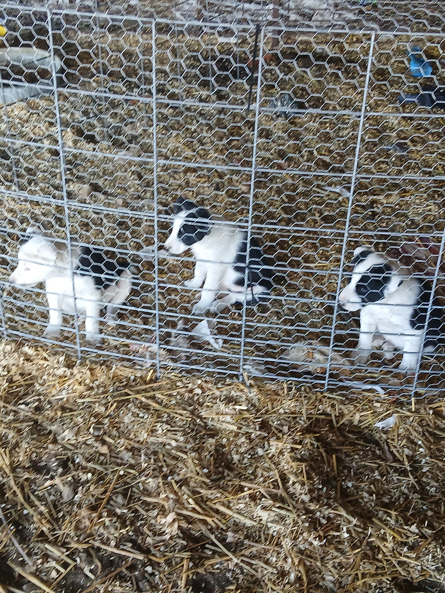 Registered Border Collie Pups
