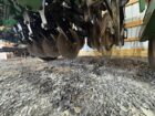 GP 706NT NoTill Drill